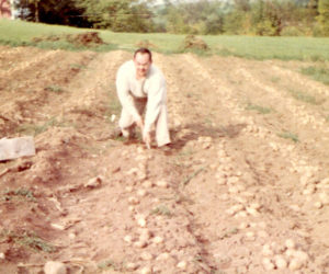 The author works in the Dodge vegetable garden, harvesting potatoes near their Back Meadow Road home on Oct. 1, 1966. (Photo courtesy Calvin Dodge)