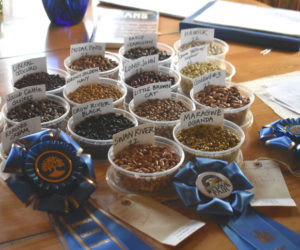 A selection of beans grown by the Friends of Sam Birch on display in containers used for display at the Windsor and Common Ground fairs. Placing at the exhibition hall helps to cover production costs for the next year of bean-growing. (Elizabeth Walztoni photo)