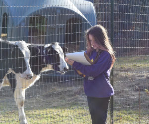 Laurelei Greenleaf, a fifth grade student at Great Salt Bay Community School, focuses on her art while two of Darrowby Farm Sanctuary's residents look on. (Molly Rains photo)