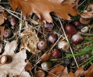 Red oak acorns (Photo courtesy Nancy Holmes)