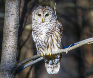 A barred owl (Photo courtesy Mike Tatro)