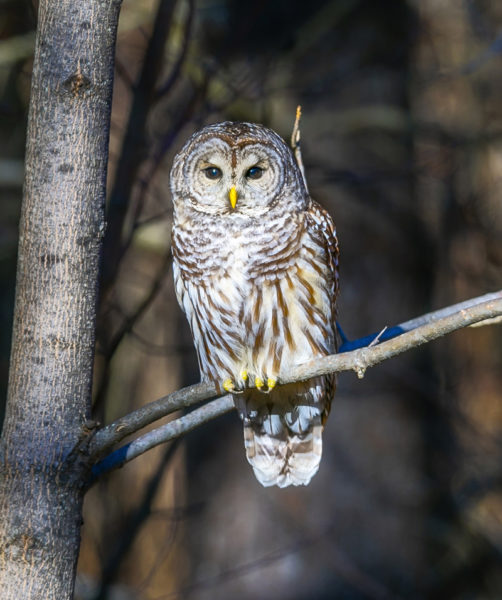 A barred owl (Photo courtesy Mike Tatro)