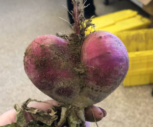 A heart-shaped beet found at the food hub in Damariscotta. (Photo courtesy Madaline Copeck)