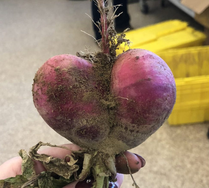 A heart-shaped beet found at the food hub in Damariscotta. (Photo courtesy Madaline Copeck)