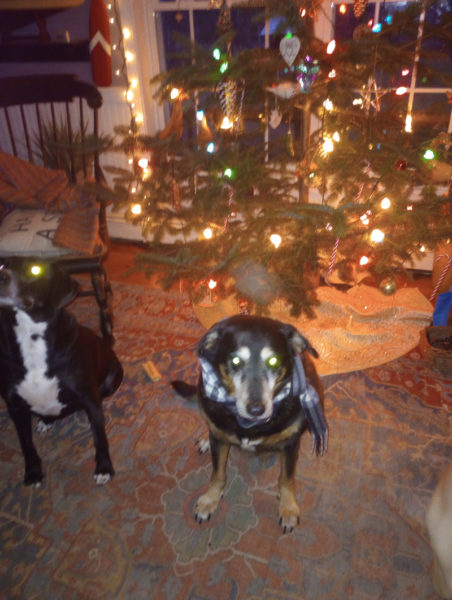 Boo, Brody, and Henry hiding off to the right, by the Christmas tree. (Photo courtesy L.D. Porter)