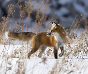 Red foxes are skilled at hunting for mice and voles in the snow. (Photo courtesy Coastal Rivers Conservation Trust)