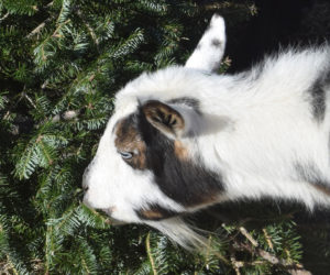 Gibbs the pygmy goat nibbles at a Christmas tree donated to Darrowby Farm Sanctuary by a community member. Eating a variety of plant matter helps keep the sanctuary's goats healthy, according to sanctuary co-owners and directors Amanda Glenn and Andy Theriault. (Molly Rains photo)