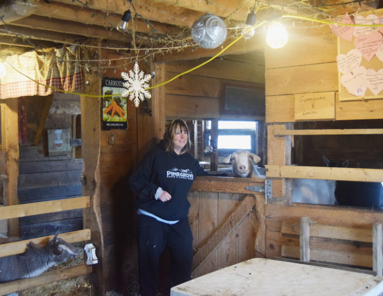 Carrie Basile stands with Gummyworm the goat and looks out toward where other animals graze in front of the main barn on the Misfit Farm property in Somerville. The barn, a horse barn which Basile and her husband modified themselves, is one of the property's assets, said Basile. (Molly Rains photo)