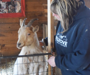 Carrie Basile, owner of Misfits Farm animal sanctuary in Somerville, checks in on a goat named Emmy, who she took in when the goat was only two days old and bottle-fed through infancy. Emmy is now deeply bonded with Basile, as are many of the animals that call Misfit Sanctuary home. (Molly Rains photo)