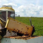 Beekeeping Classes Begin in February