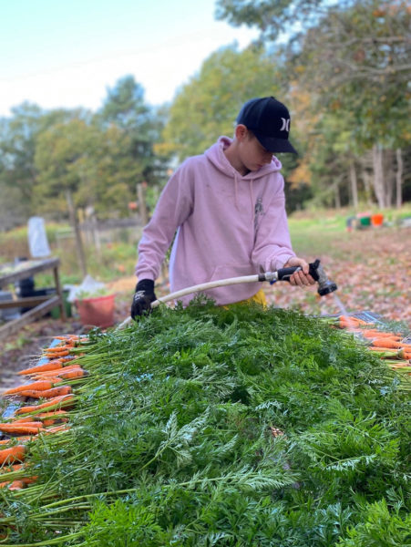 Lincoln Academy student Asa Falla washes carrots on the Veggies-to-Table farm in Newcastle. (Photo courtesy Erica Berman)