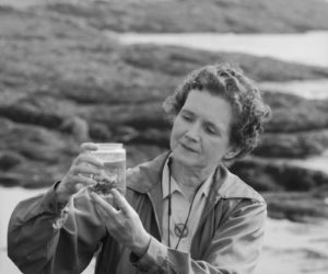 Rachel Carson, one of the environmental movement's most influential figures, is the subject of an online talk hosted by the Lincoln County Historical Association and the Old Bristol Historical Society on Thursday, Jan. 25. (Photo courtesy Lincoln County Historical Association)