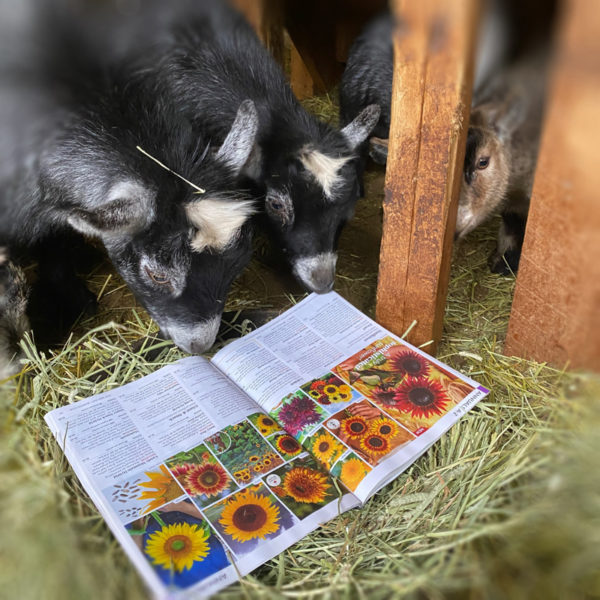 Looking over the seed catalog at Apifera Farm. (Photo courtesy Katherine M. Dunn)