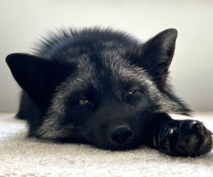 Timber Bear, the pet fox belonging to Waldoboro resident Danielle Katherina Brann, rests on the soft carpeting of his "play room" in Brann's home on Monday, Feb. 12. For nine days prior, Timber evaded capture, roaming throughout northern Lincoln County and startling passers-by with his unique coloring and bold disposition. (Molly Rains photo)