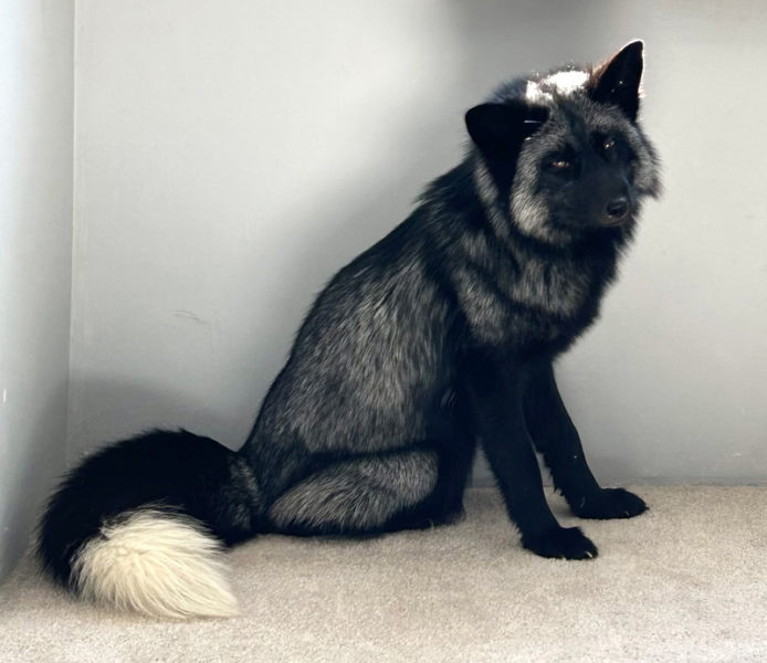 Timber Bear, a pet fox that traversed a broad swath of northern Lincoln County while on the run Feb. 2-11, is a red fox, or Vulpes vulpes, with a rare coat color known as silver. Keeping a red fox as a pet in Maine requires specific permits. (Molly Rains photo)