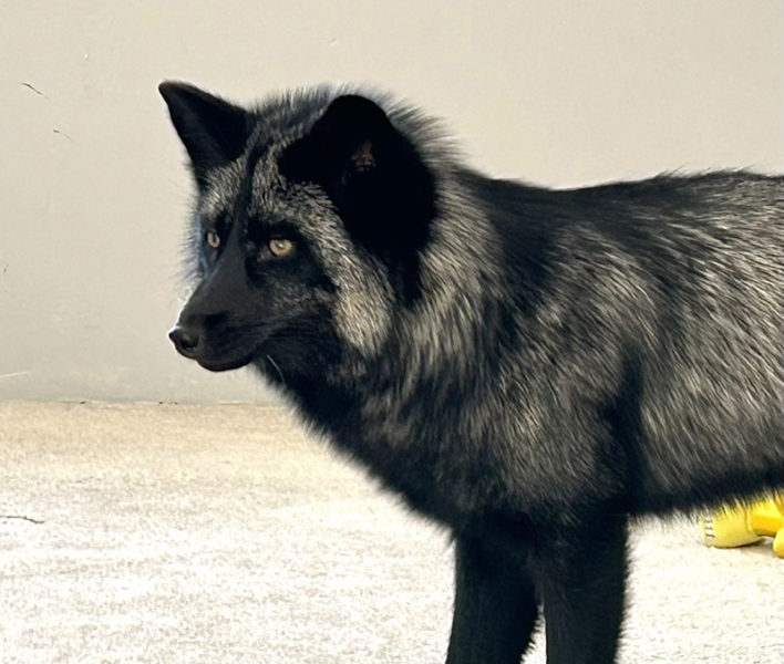 Timber Bear, a silver fox, in the Waldoboro home of Danielle Katherina Brann on Monday, Feb. 12. The fox was seized by Maine game wardens on Wednesday, Feb. 14, and Brann was issued a summons for unlawful possession of wildlife without a permit, according to a Department of Inland Fisheries and Wildlife spokesperson said Friday, Feb. 16. (Molly Rains photo)