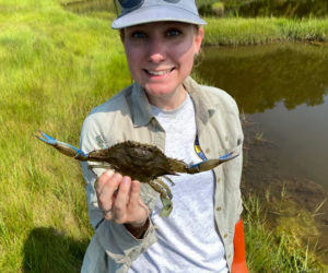 Wells Reserve Research Associate Laura Crane holds up a blue crab. Blue crabs are appearing in increasing numbers on the coast of Maine, and their potential impact is the focus of ongoing research. (Photo courtesy Coastal Rivers Conservation Trust)