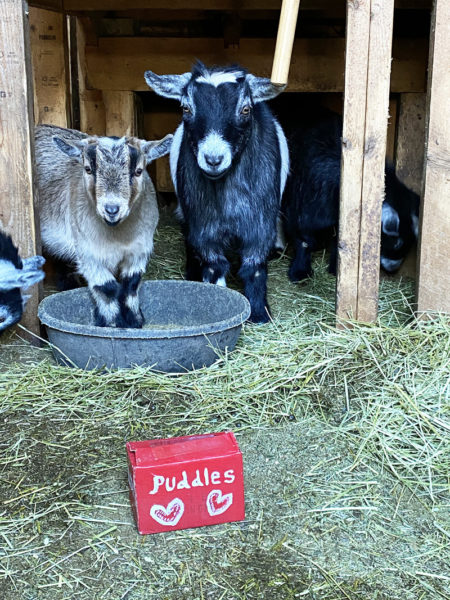 Puddles (right) hopes for valentines. (Photo courtesy Katherine Dunn)