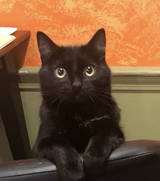 Koko, a black cat belonging to Chris Padil and Abby White, is the namesake for their sandwich bar, which recently opened on Main Street in Damariscotta. Padil and White said they have pet-themed plans underway for the restaurant including a "wall of fame" and an animal charity donation program. (Courtesy photo)