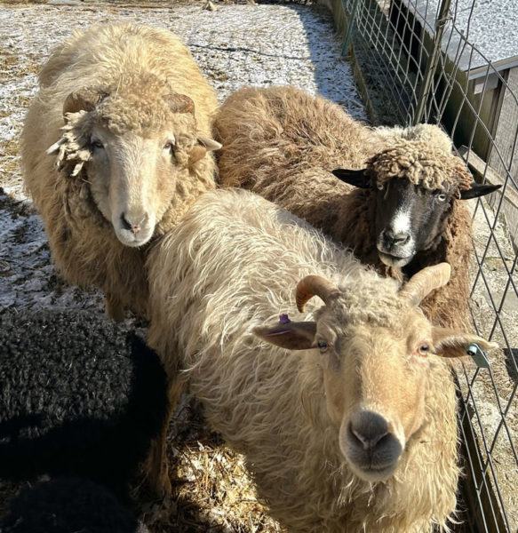 Navajo-Churro sheep gaze into the camera at WoodHaus Farm in Waldoboro. The rare sheep breed is known for its range of colors, which for each sheep tend to change over the course of their life. (Molly Rains photo)