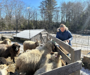 Torie DeLisle, co-owner of WoodHaus Farm in Waldoboro, feeds her flock of Navajo-Churro sheep on the morning of Feb. 29. Only about 4,000 Navajo-Churros are currently registered with the Navajo-Churro Sheep Association. Though low, that number is an improvement since the breed nearly disappeared before conservation efforts began during the late 19th century. (Molly Rains photo)
