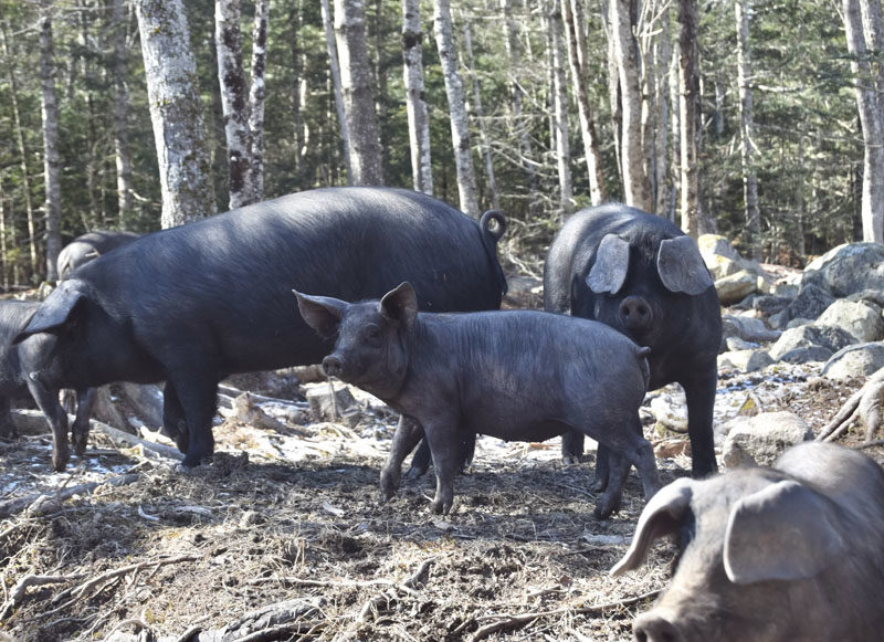 Harriet, a juvenile Large Black pig, forages with her relatives beneath a canopy of oak trees at Greener Days Farm in Waldoboro. Large Black pigs are today one of the rarest British pig breeds, and Large Blacks with ears like Harriet's are even rarer, making up less than 1% of individuals, said Laura Martel, farm co-owner. (Molly Rains photo)