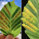 Beech Leaf Disease and Treatment Hybrid Event April 3