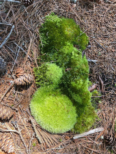 Enjoy an early spring walk at the Tracy Shore Preserve on Saturday, March 16. The walk begins at 10 a.m. and will continue for approximately 2 hours. (Photo courtesy South Bristol Rutherford Library)