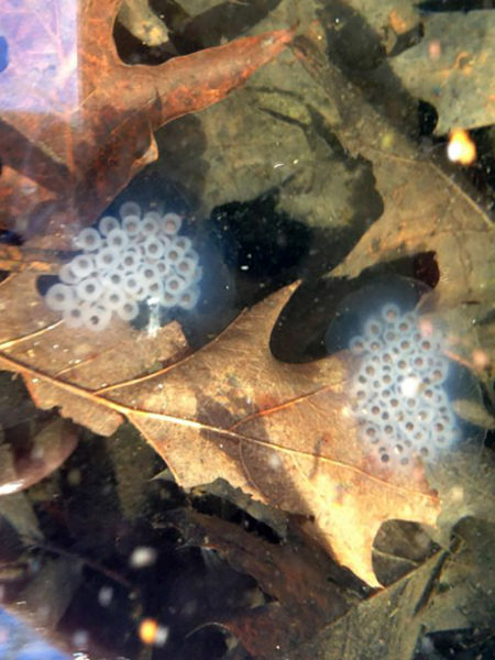 Vernal pool eggs. (Photo courtesy Midcoast Conservancy)