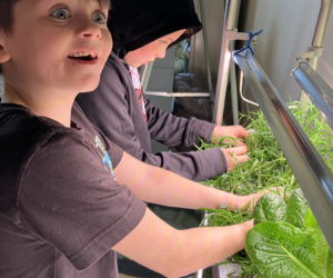 Wiscasset Elementary School students work on the school's hydroponic garden. (Photo courtesy Becky Hallowell)