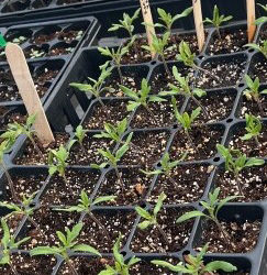 Donated tomato seedlings from 2023. (Photo courtesy Leifa Gordon)