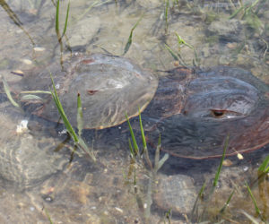 The data collected by volunteers with the horseshoe crab monitoring program contribute to the understanding of these fascinating prehistoric animals as well as help determine the overall health of the estuary. (Photo courtesy Coastal Rivers Conservation Trust)