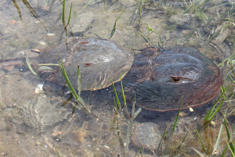 The data collected by volunteers with the horseshoe crab monitoring program contribute to the understanding of these fascinating prehistoric animals as well as help determine the overall health of the estuary. (Photo courtesy Coastal Rivers Conservation Trust)