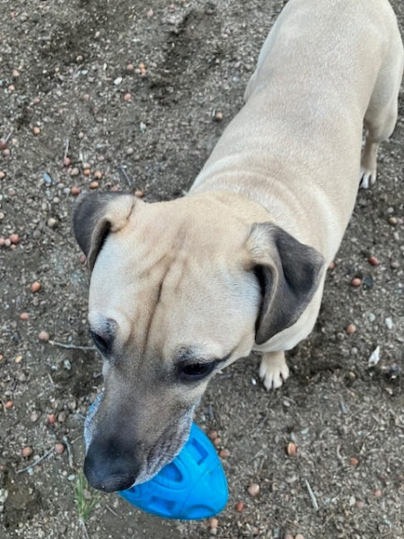 Henry is still trying to figure out he needs to drop something so that it can be thrown again. (Photo courtesy Linda Porter)