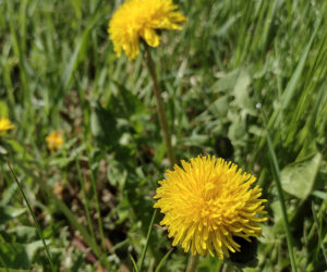 Some of the first dandelions of the year. (Photo courtesy Leifa Gordon)