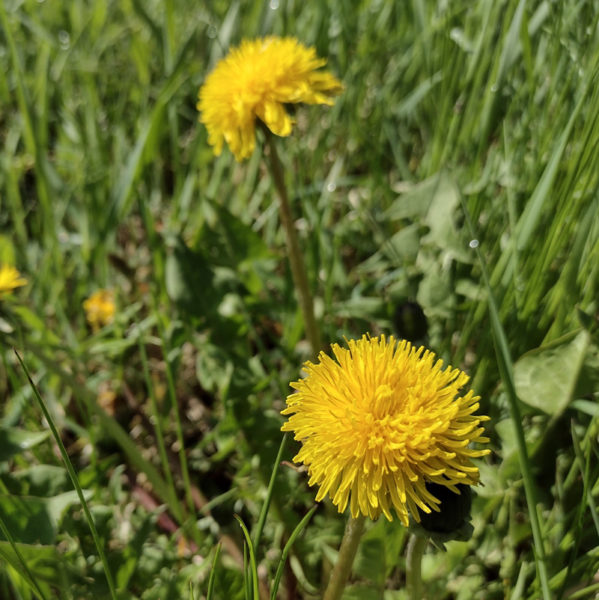 Some of the first dandelions of the year. (Photo courtesy Leifa Gordon)