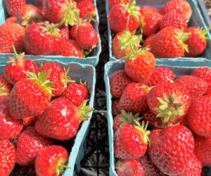 Fresh strawberries from the 2023 season. (Photo courtesy Healthy Lincoln County)