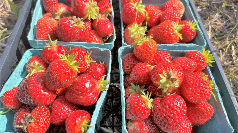 Fresh strawberries from the 2023 season. (Photo courtesy Healthy Lincoln County)