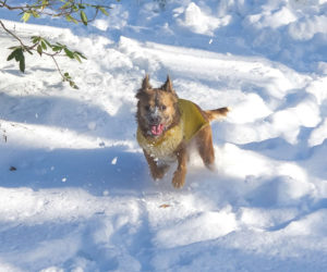 Though being born in Mississippi, one of Lily's favorite pastimes is running through piles and piles of snow. (Erin Dodge photo)