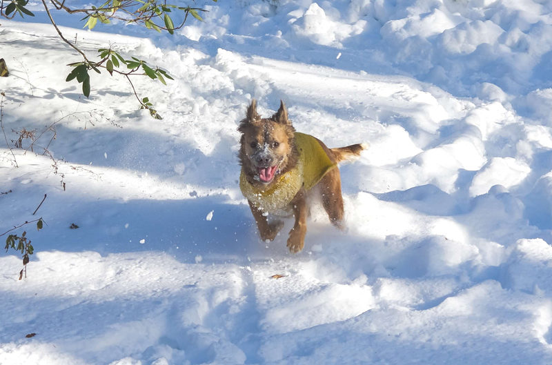 Though being born in Mississippi, one of Lily's favorite pastimes is running through piles and piles of snow. (Erin Dodge photo)