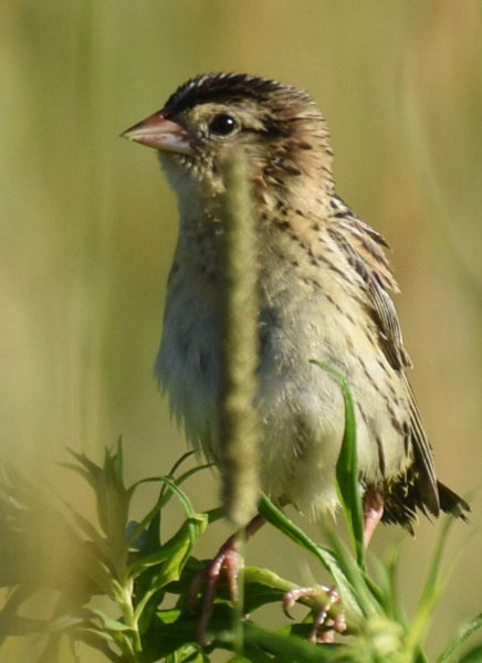 A juvenile bobolink. (Photo courtesy Laura Lecker)