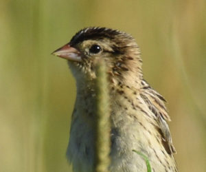 A juvenile bobolink. (Photo courtesy Laura Lecker)