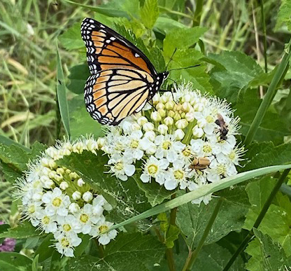 Viceroy Butterfly on a Physocarpus bush. (Photo courtesy Kelly Payson-Roopchand)