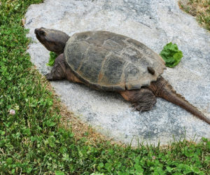 Winifred, the snapper, with a slug passenger on her back, hanging around the step. (Photo courtesy Lori Crook)