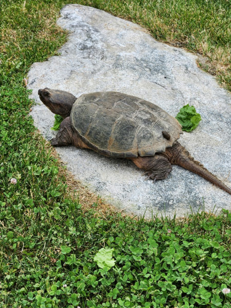 Winifred, the snapper, with a slug passenger on her back, hanging around the step. (Photo courtesy Lori Crook)