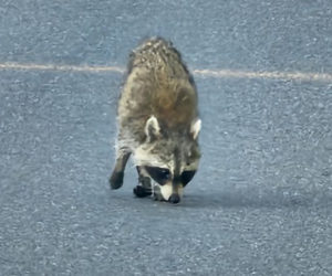 A raccoon walks along the road in Nobleboro near the Nobleboro Village Store.The animal was later taken for testing by the Maine Centers for Disease Control and Prevention, who confirmed that it was positive for rabies. Rabies is fairly common among wild animals in Maine, said Maine CDC Field Epidemiologist Megan Kelley. (Photo courtesy Courtney Marston)