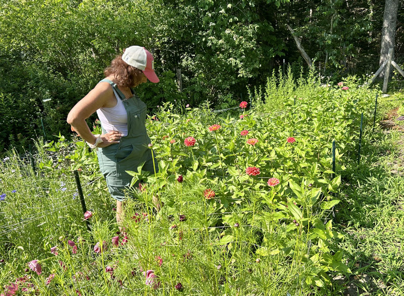 Ann Marie Gallant, owner of New Moon Cottage Flower Farm in Waldoboro, assesses her garden on the afternoon of Sunday, July 14, in between watering and weeding. The process of growing the blooms that Gallant later uses to craft her bouquets is time consuming, she said, but fulfilling. (Molly Rains photo)