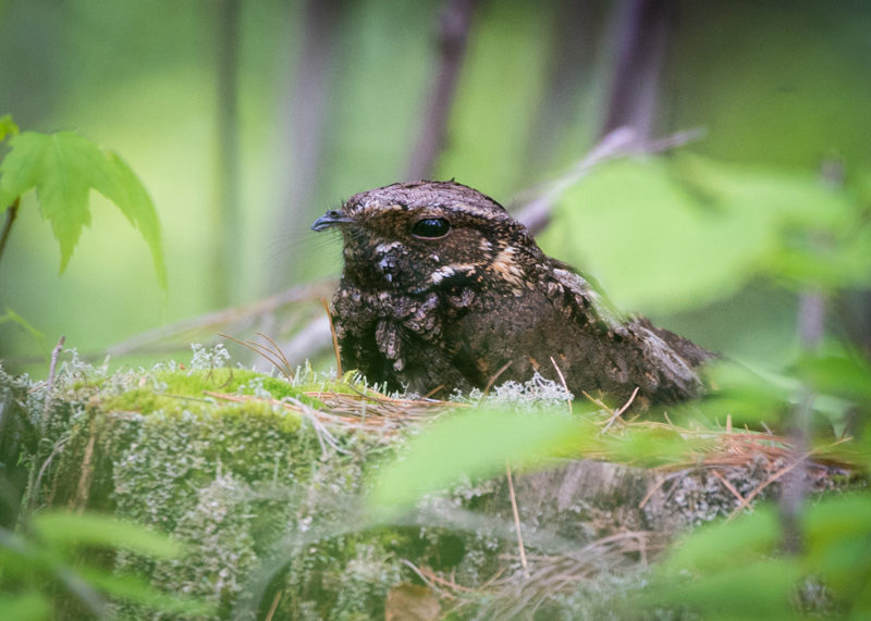 Whippoorwill (Courtesy photo)