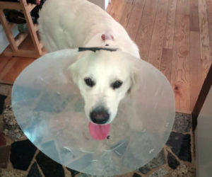 Tuckerman shows off his cone. (Courtesy photo)