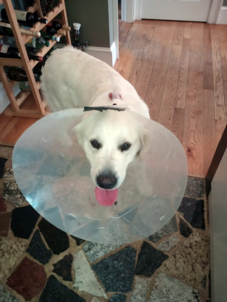 Tuckerman shows off his cone. (Courtesy photo)